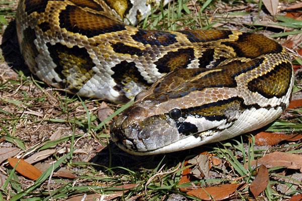 See the python at Snake City